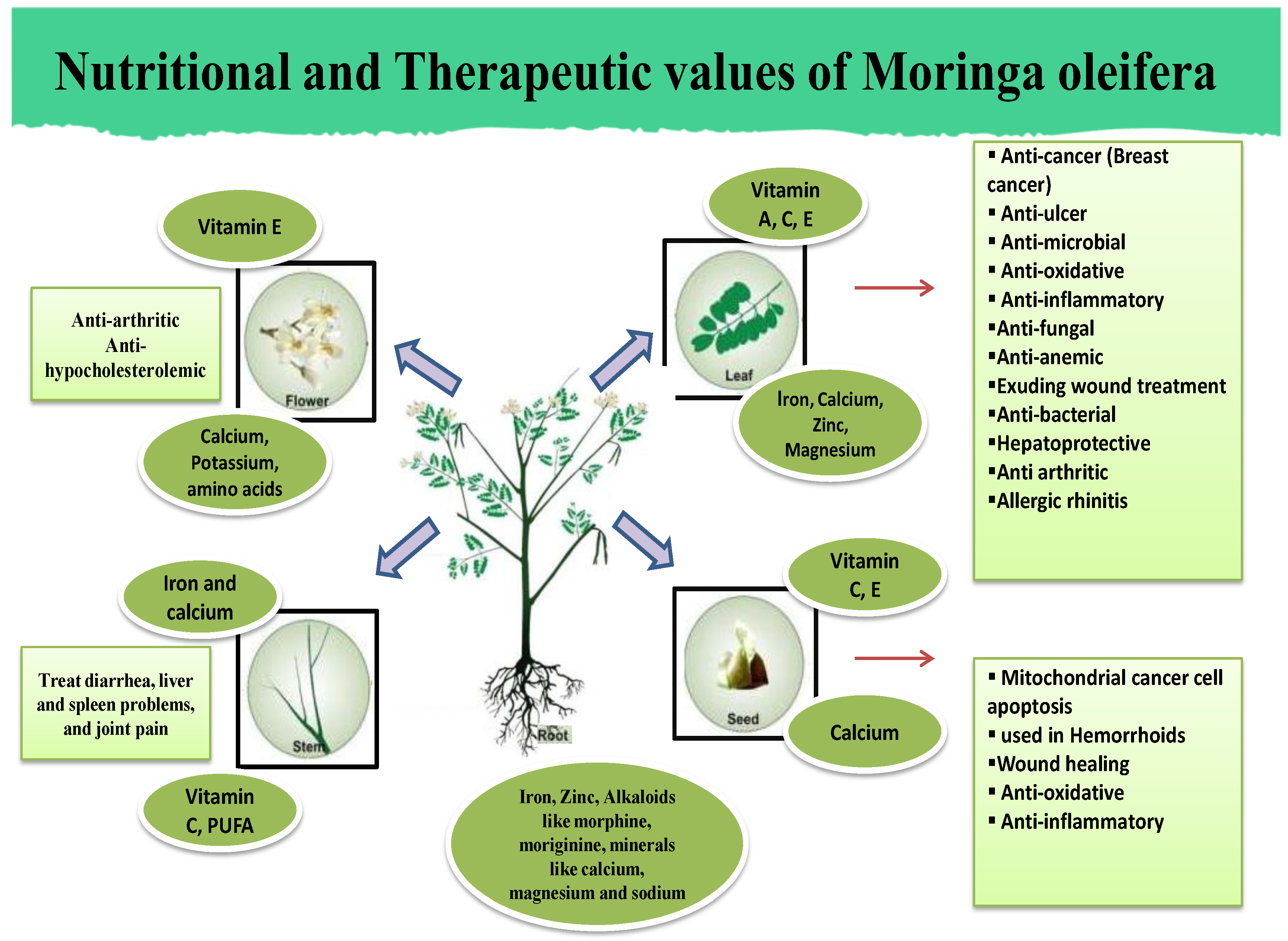 Moringa paper image